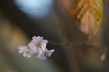 autumn faded flower desktop wallpaper