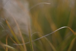 autumn grass desktop wallpaper