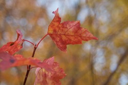 autumn leaves