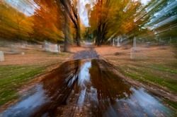 autumn leaves whoosing wallpaper