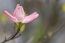 dogwood flower desktop wallpaper