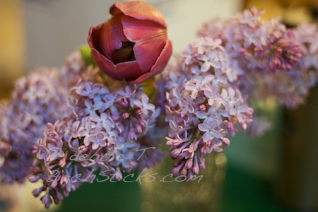 lilacs and tulip flowers desktop wallpaper