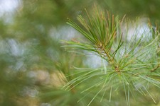 summer pine