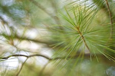 summer pine